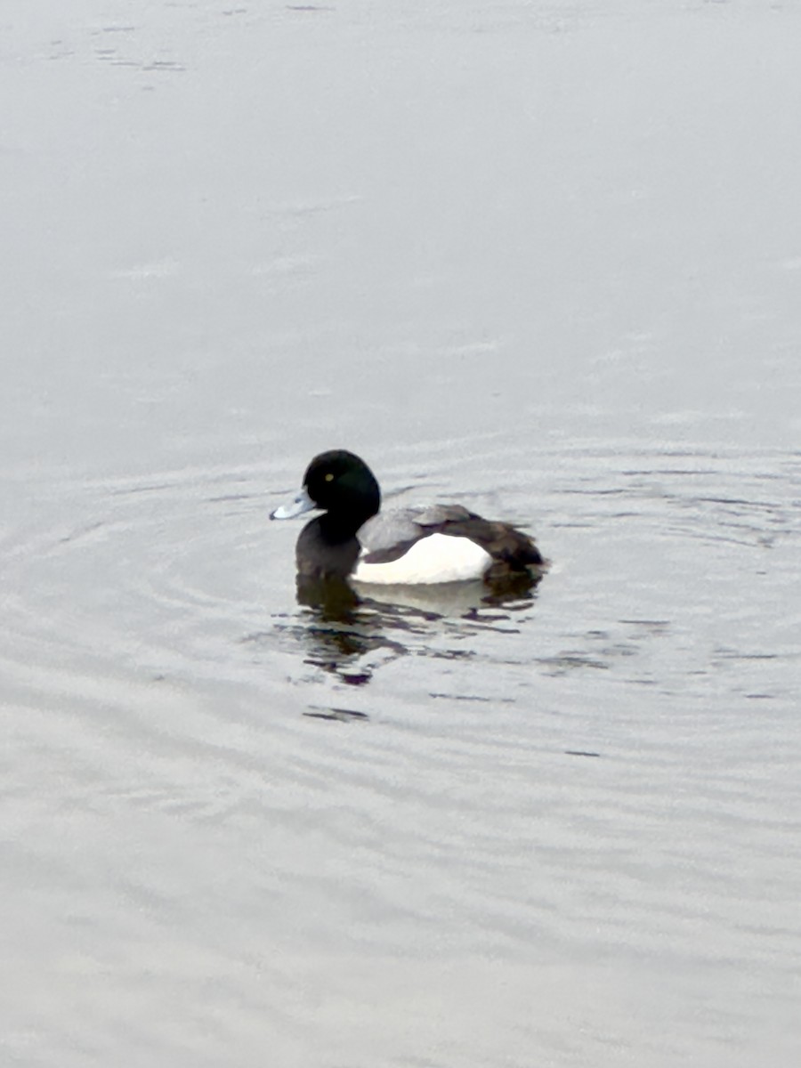 Greater/Lesser Scaup - ML618553289