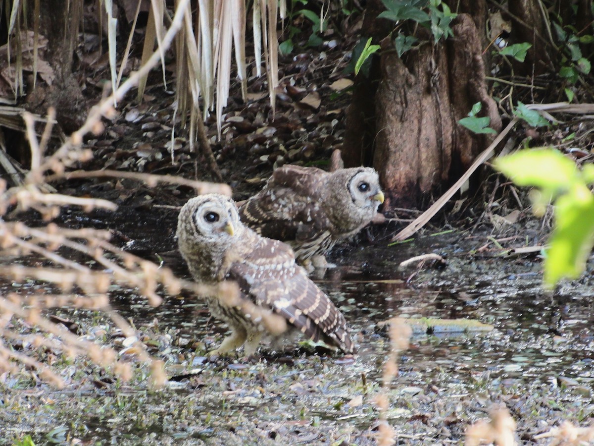 eBird Checklist 6 May 2024 Mead Botanical Gardens 26 species