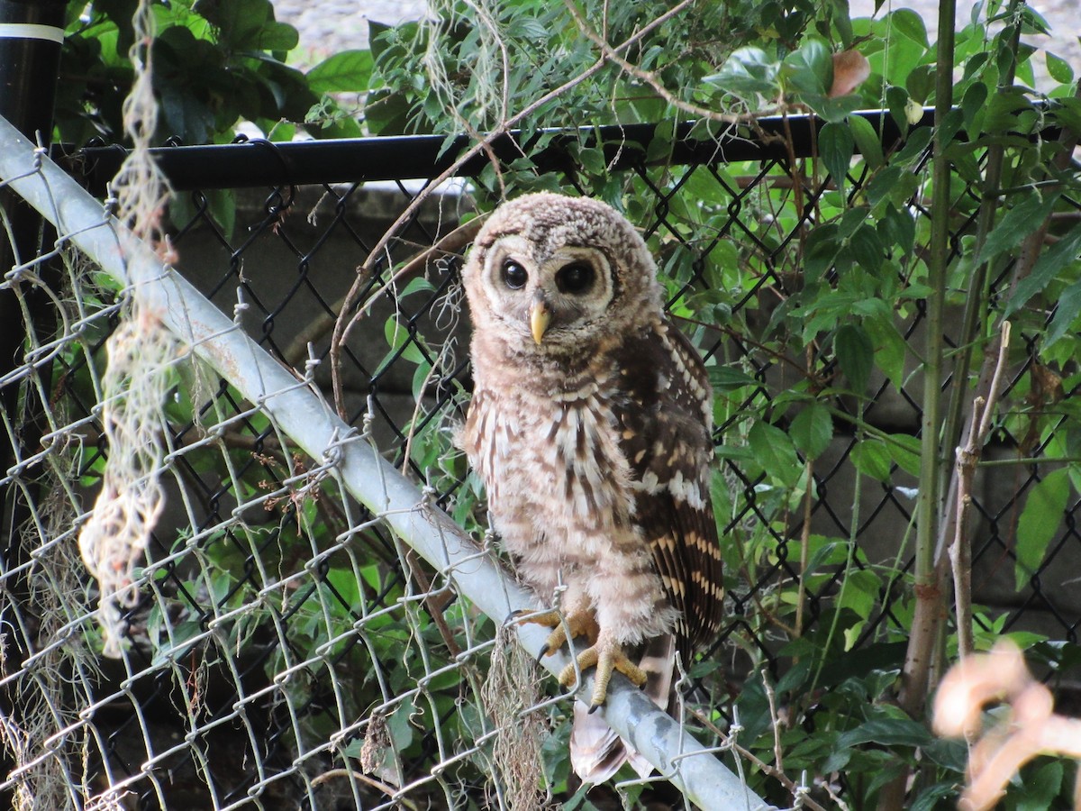 Barred Owl - ML618553319