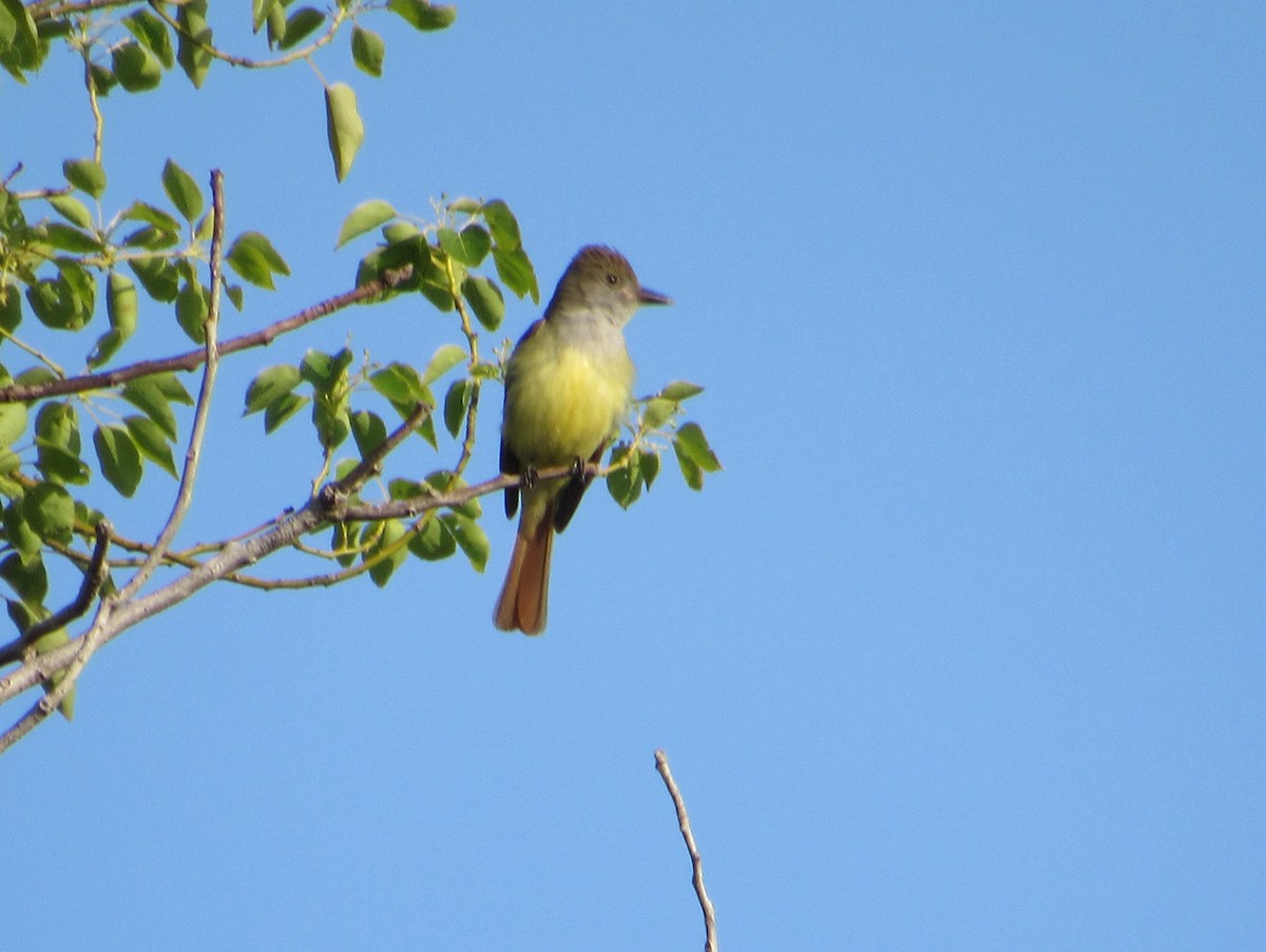Great Crested Flycatcher - ML618553325