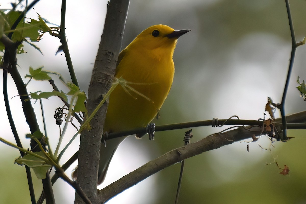Prothonotary Warbler - ML618553365