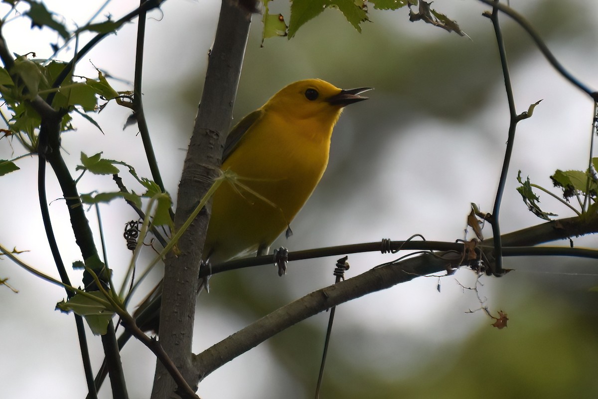 Prothonotary Warbler - ML618553367