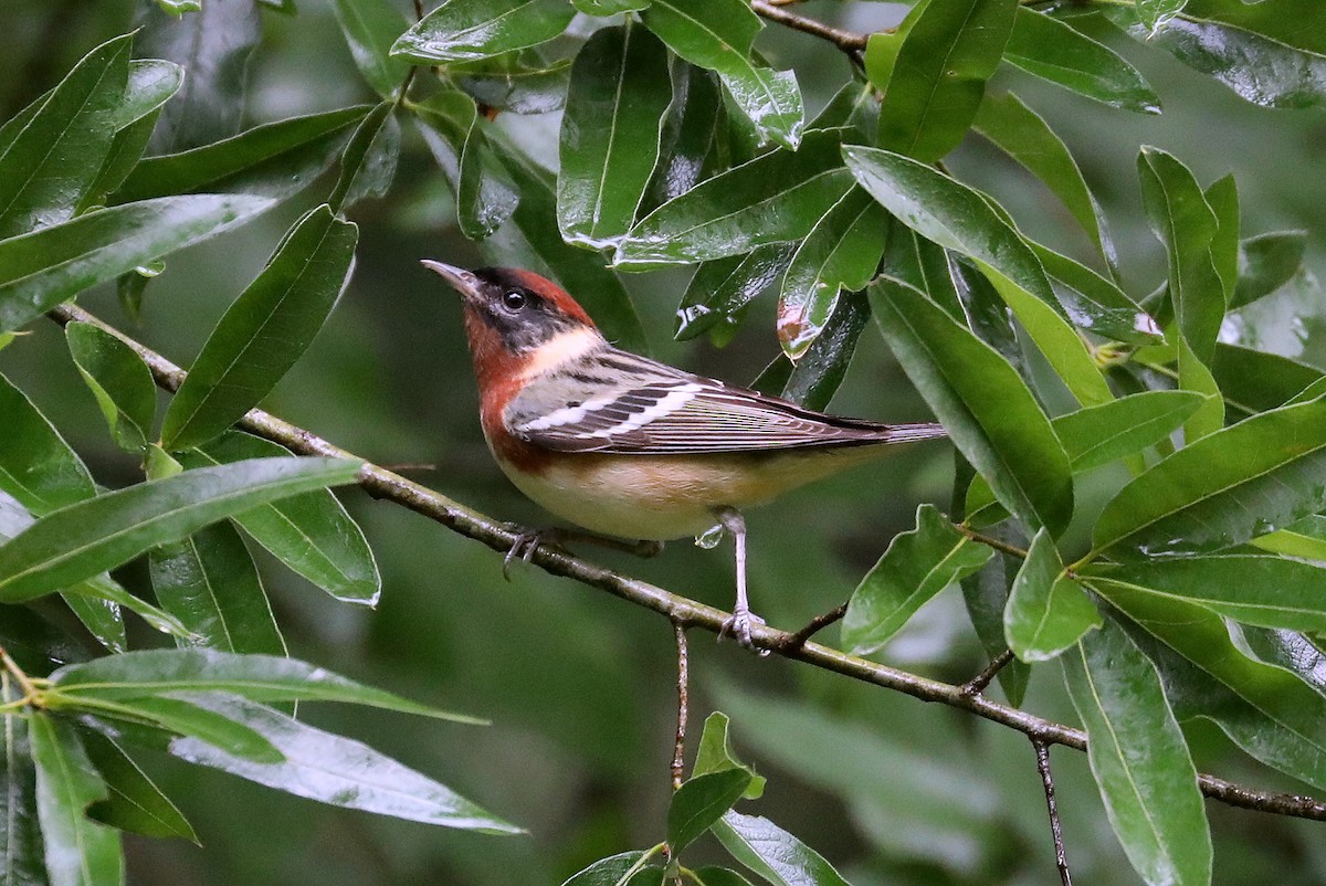 Bay-breasted Warbler - ML618553382