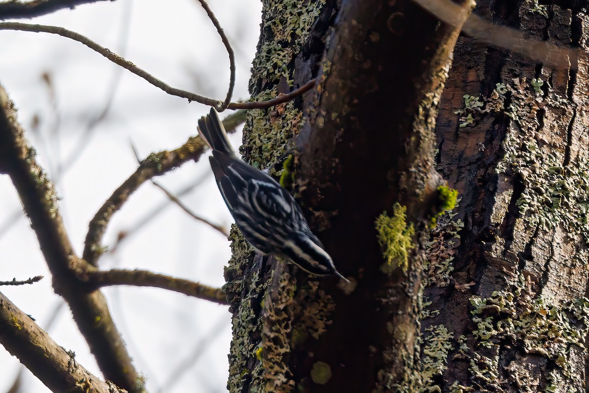 Black-and-white Warbler - ML618553404