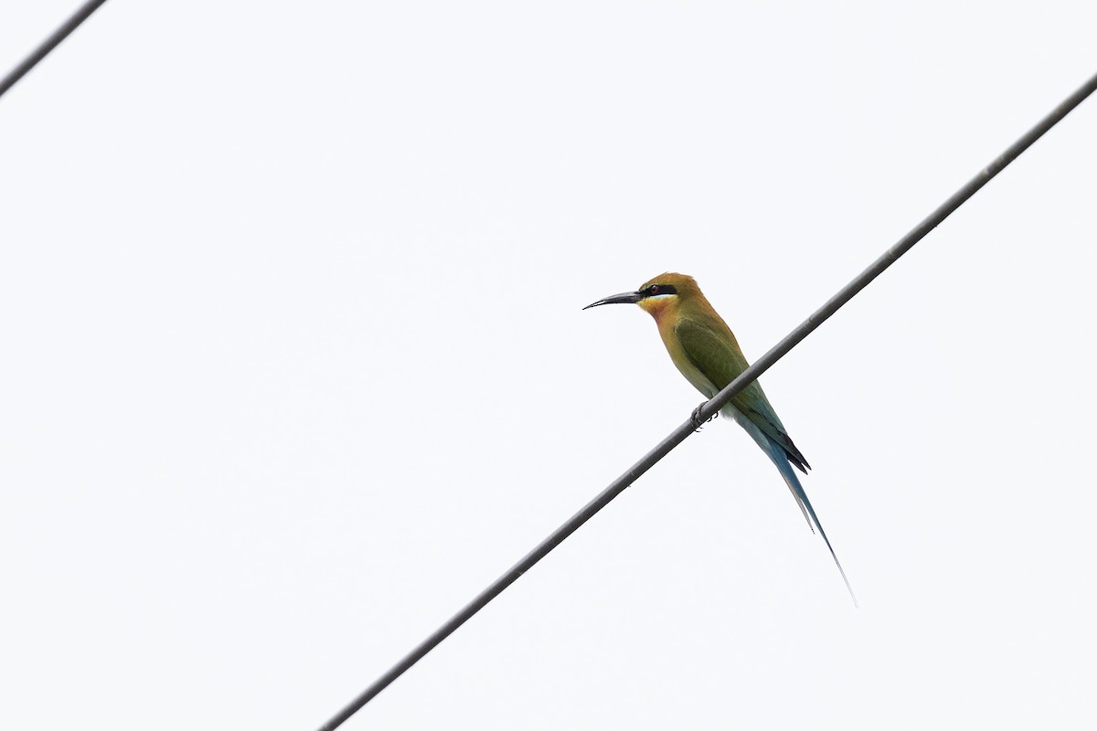Blue-tailed Bee-eater - ML618553492
