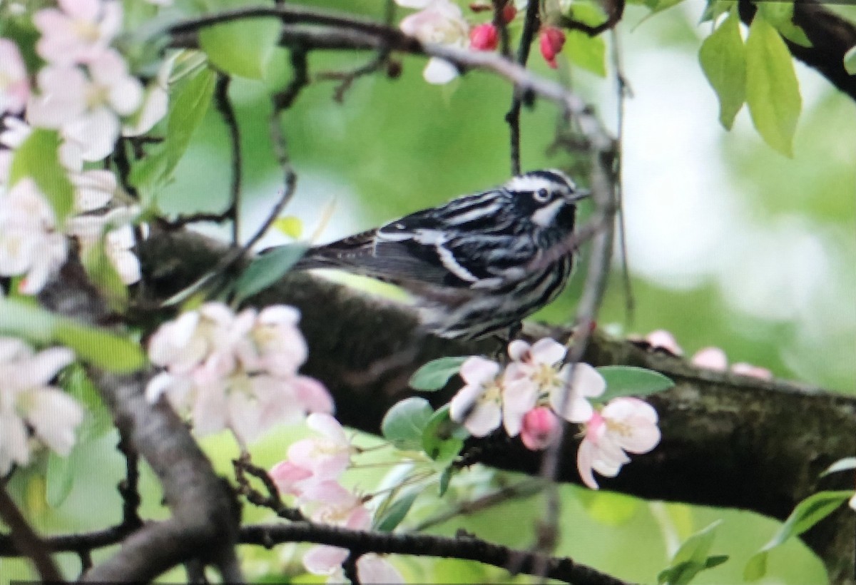 Black-and-white Warbler - Jules S