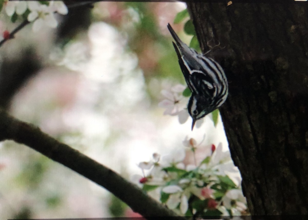 Black-and-white Warbler - ML618553533