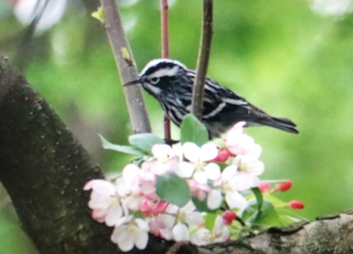 Black-and-white Warbler - ML618553534