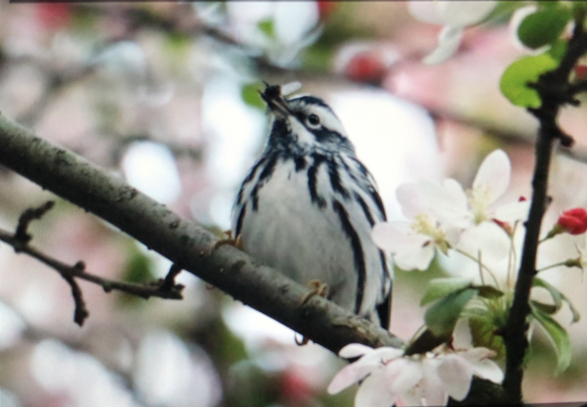 Black-and-white Warbler - ML618553535