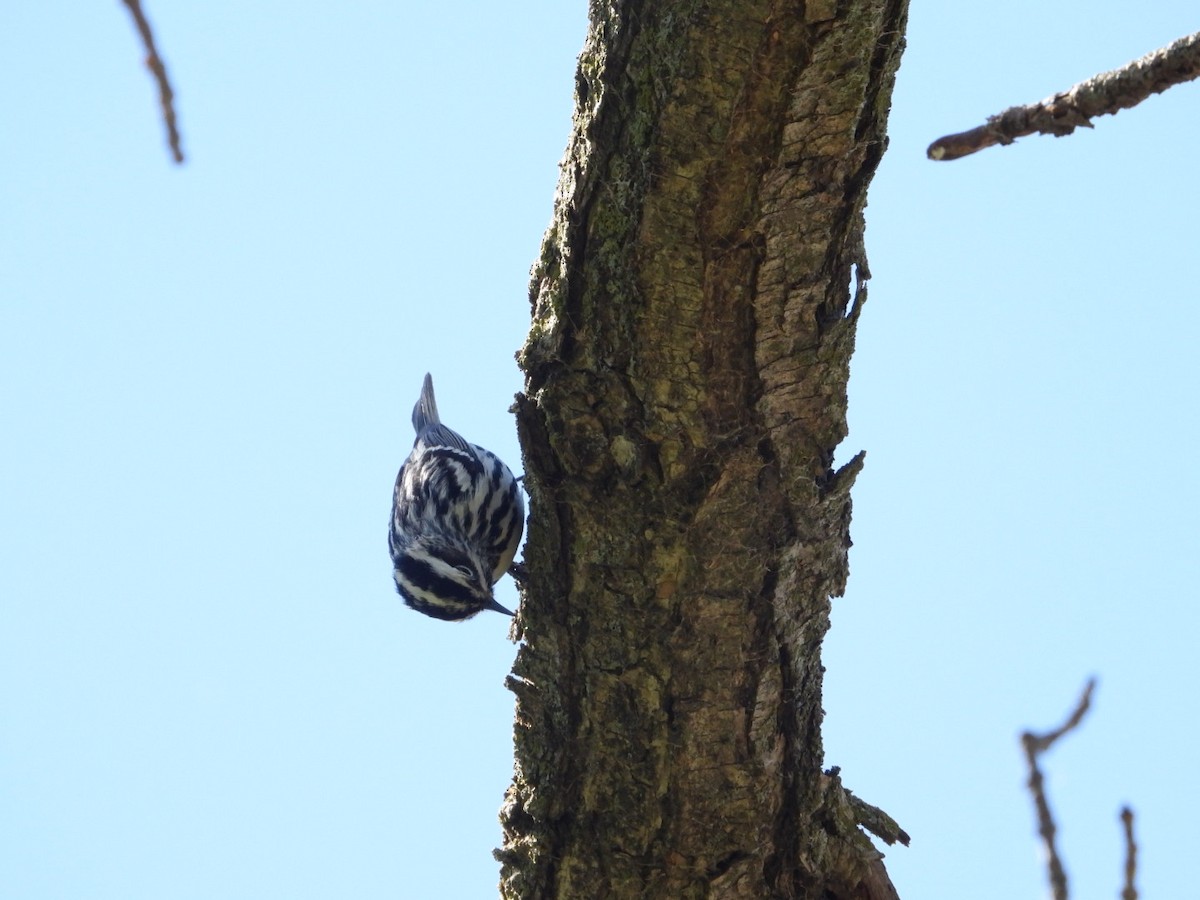Black-and-white Warbler - ML618553552