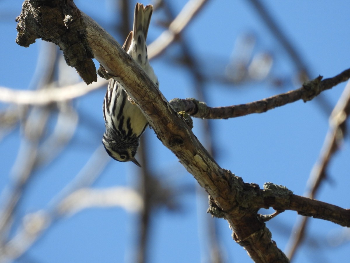 Black-and-white Warbler - ML618553553