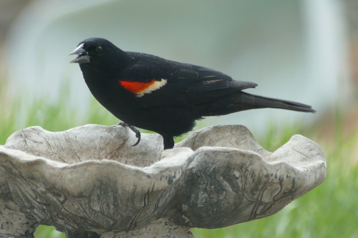 Red-winged Blackbird (Red-winged) - Peter Kennedy