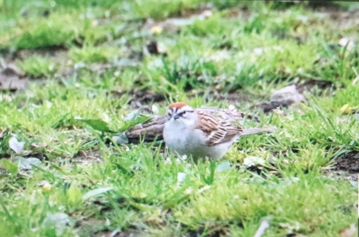 Chipping Sparrow - ML618553617
