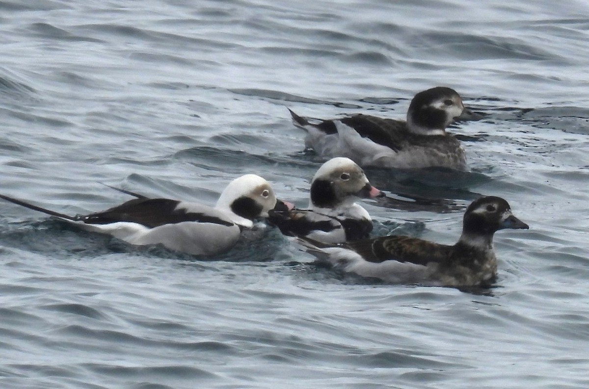 Long-tailed Duck - ML618553623