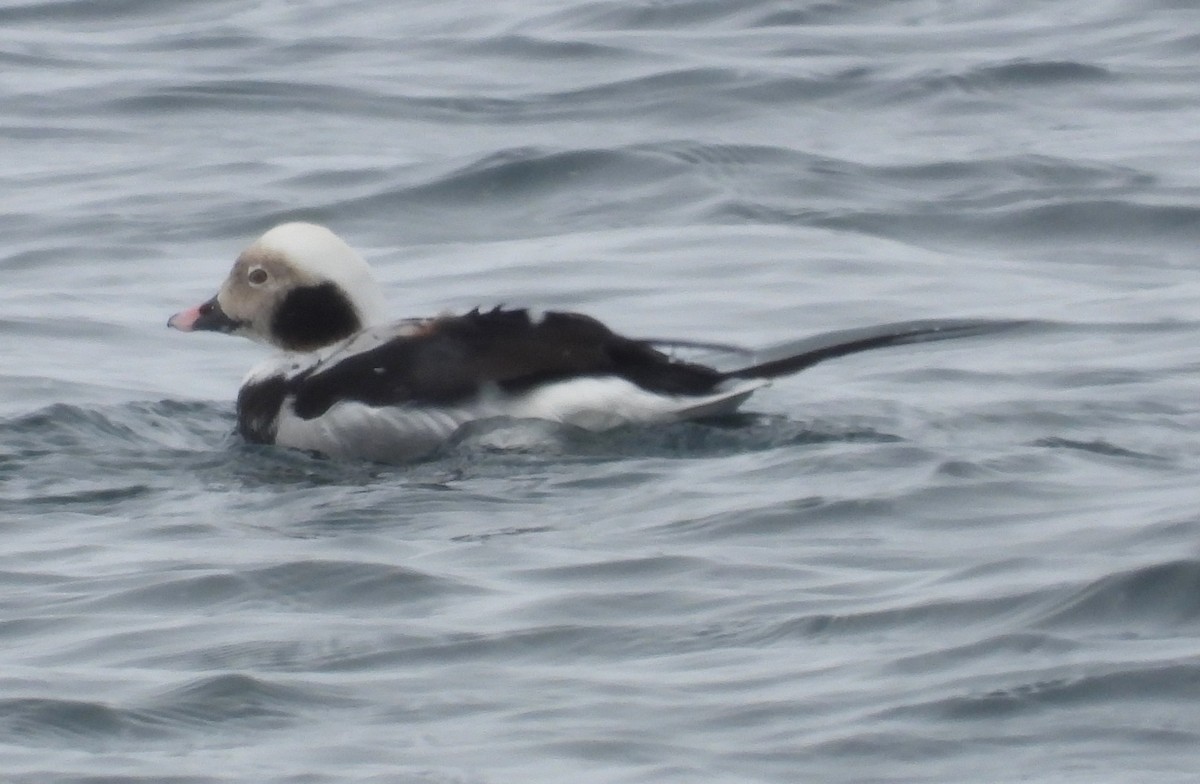 Long-tailed Duck - ML618553628
