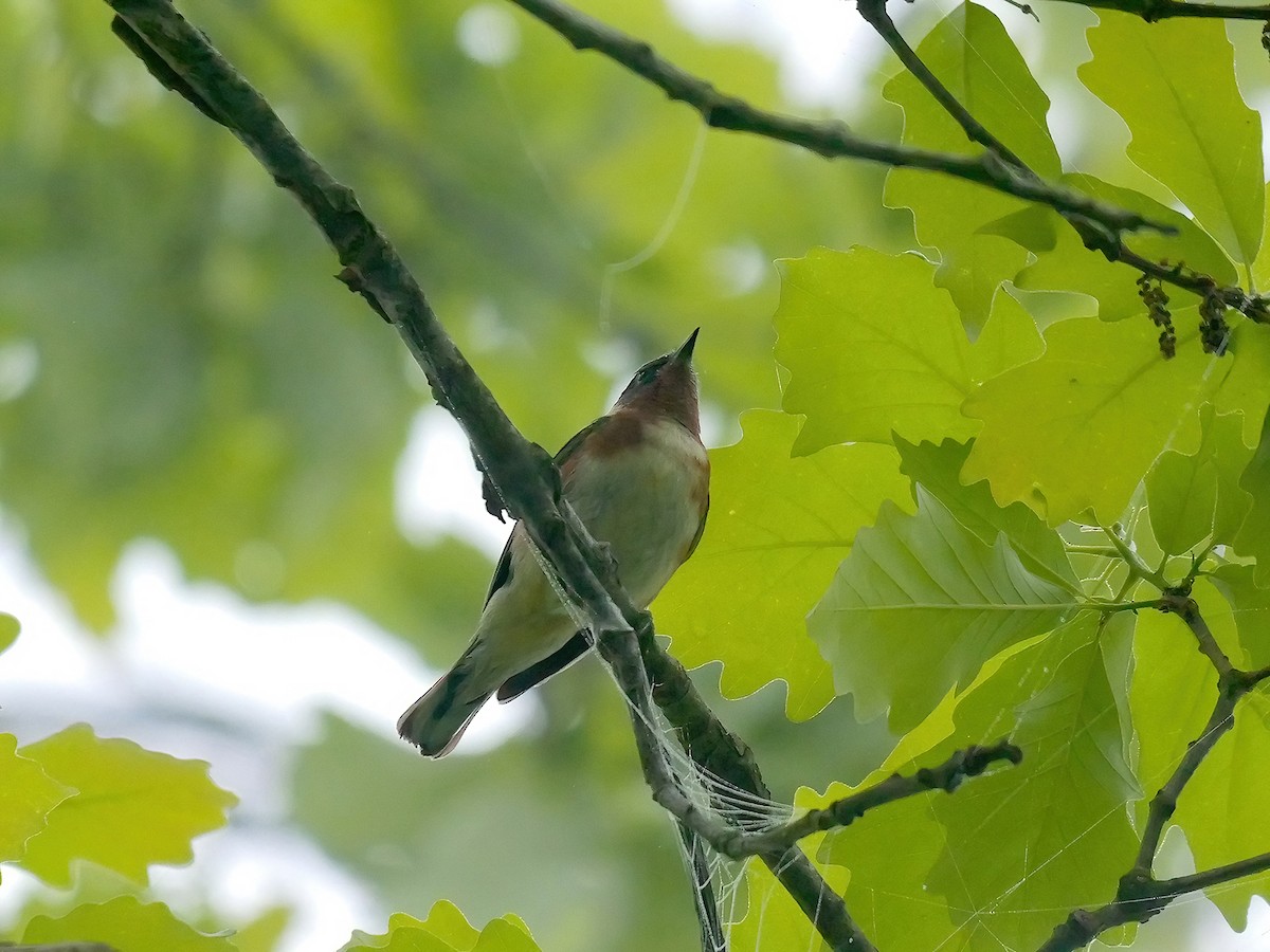 Bay-breasted Warbler - ML618553632