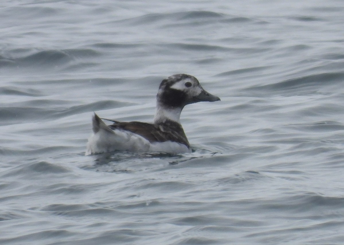 Long-tailed Duck - ML618553633