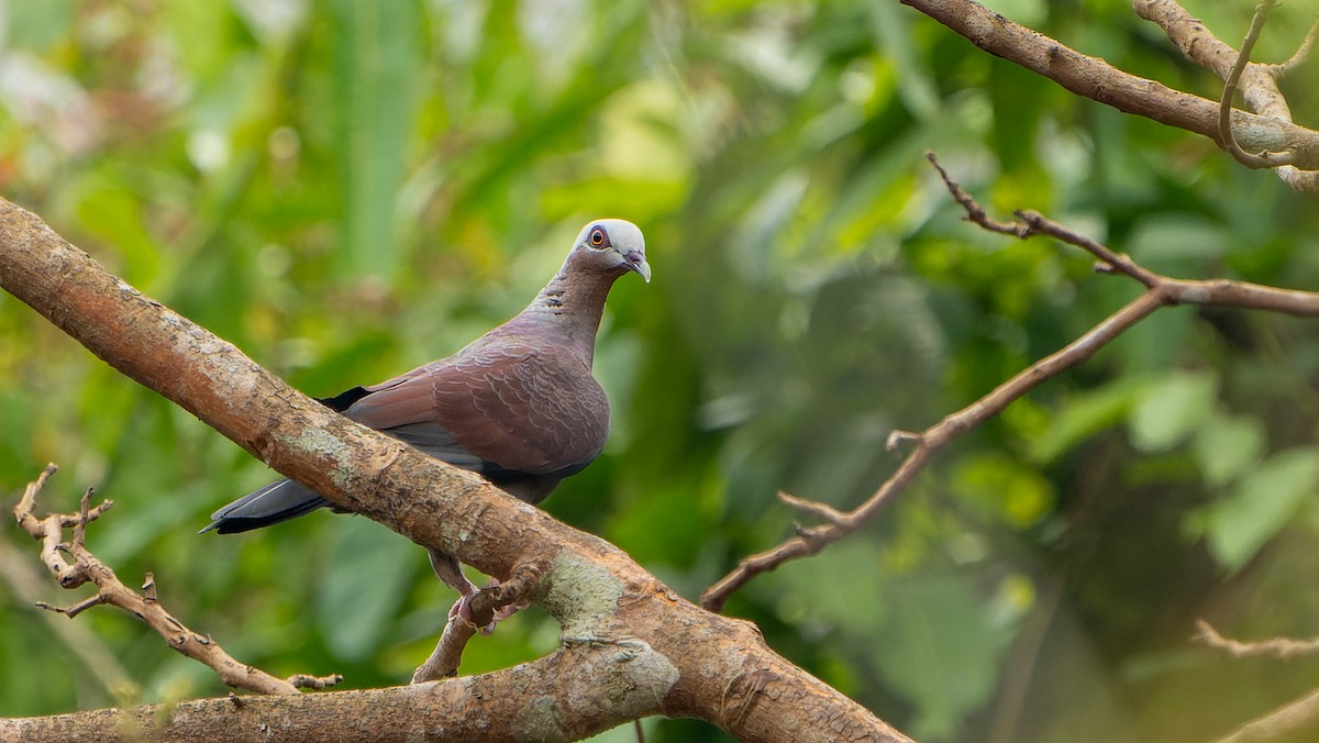 Pale-capped Pigeon - ML618553637