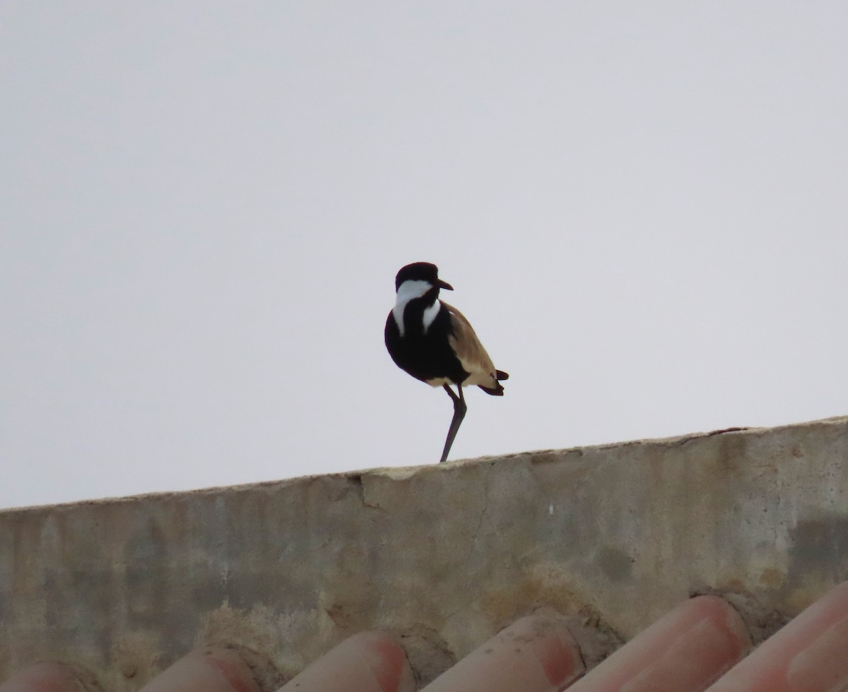 Spur-winged Lapwing - ML618553639
