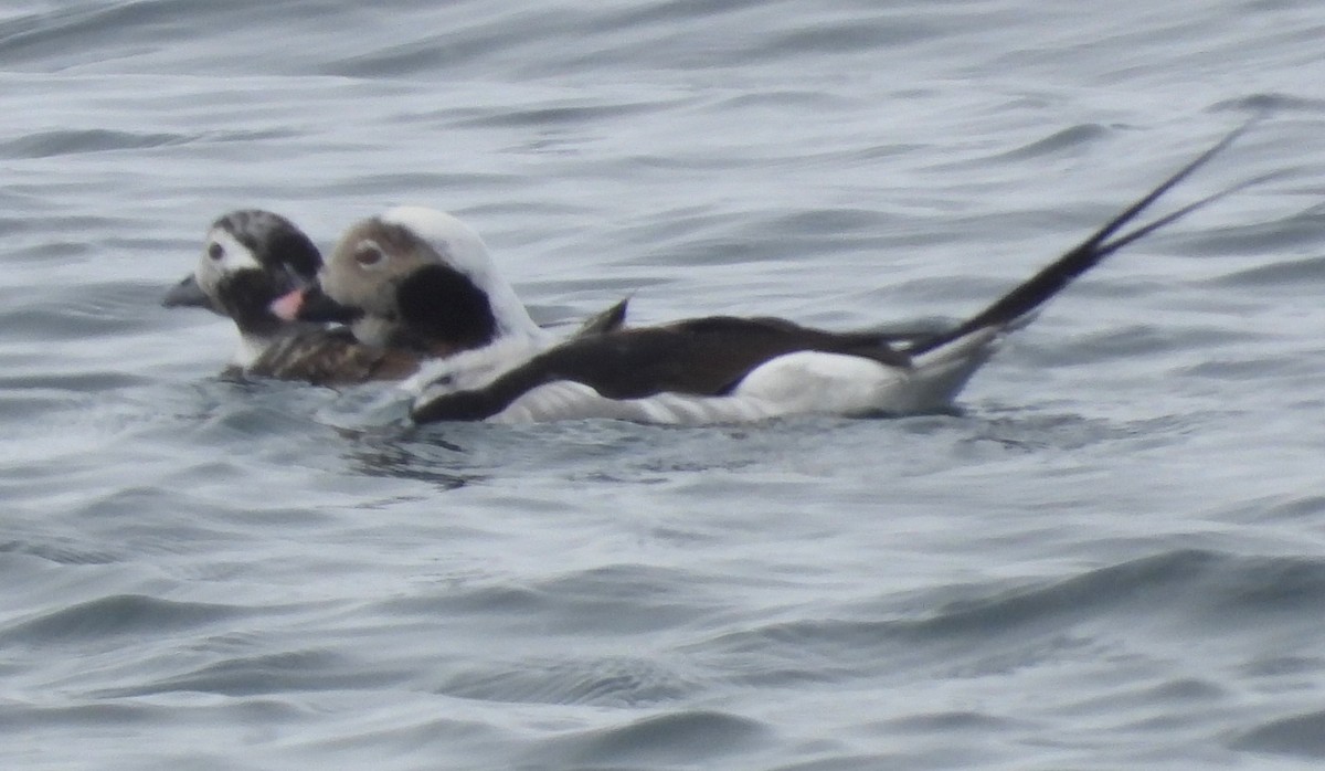 Long-tailed Duck - ML618553652