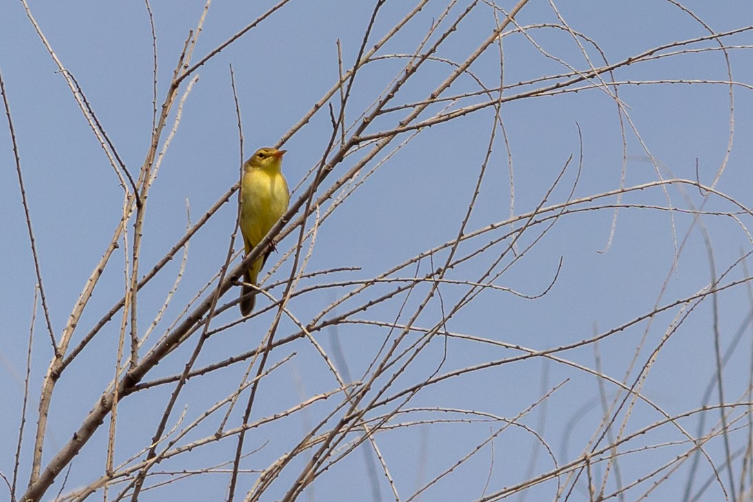 Melodious Warbler - ML618553665