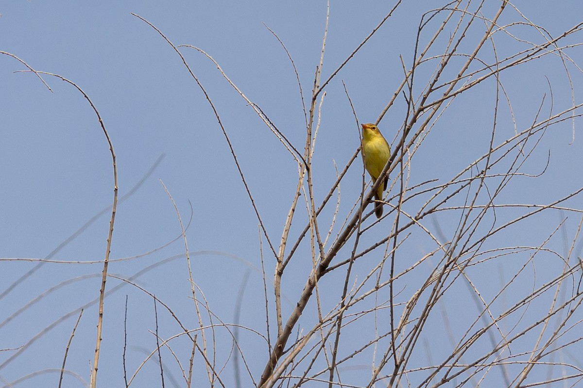 Melodious Warbler - ML618553666