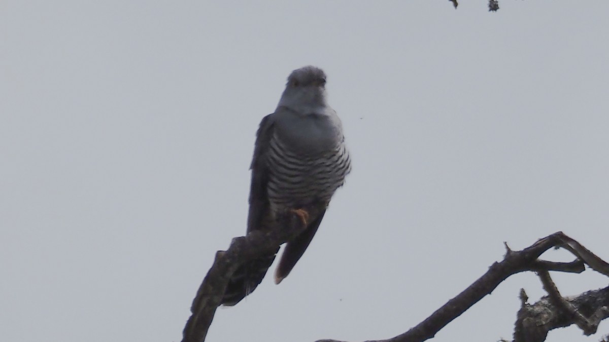 Common Cuckoo - ML618553673