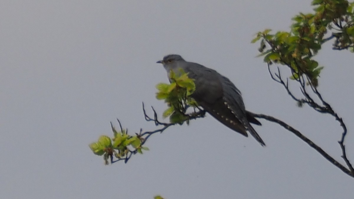 Common Cuckoo - Bez Bezuidenhout