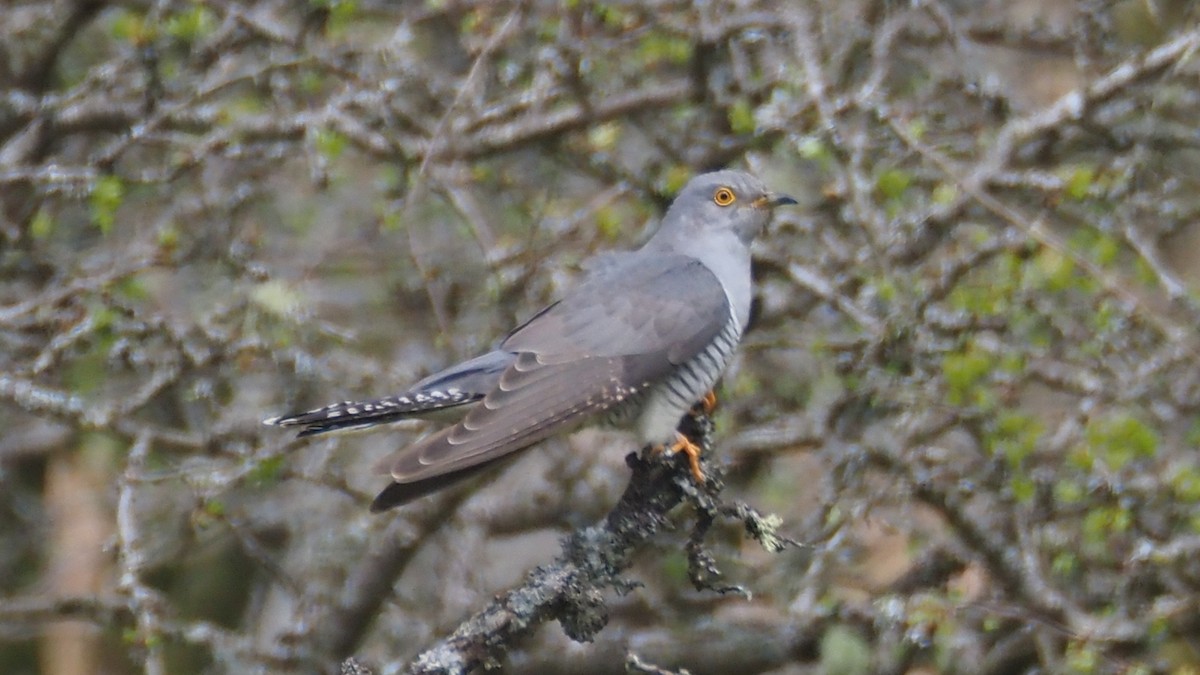 Common Cuckoo - ML618553675