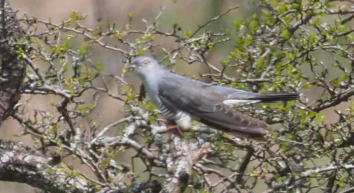 Common Cuckoo - ML618553676