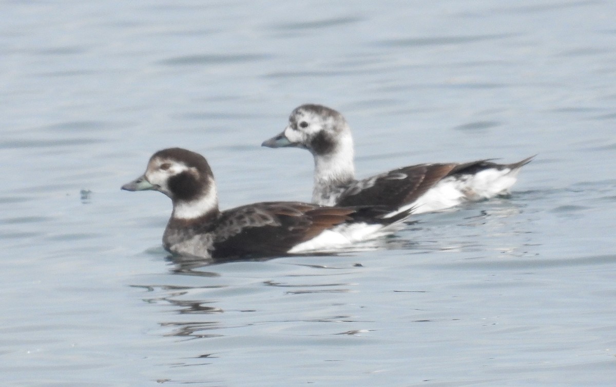 Long-tailed Duck - ML618553681
