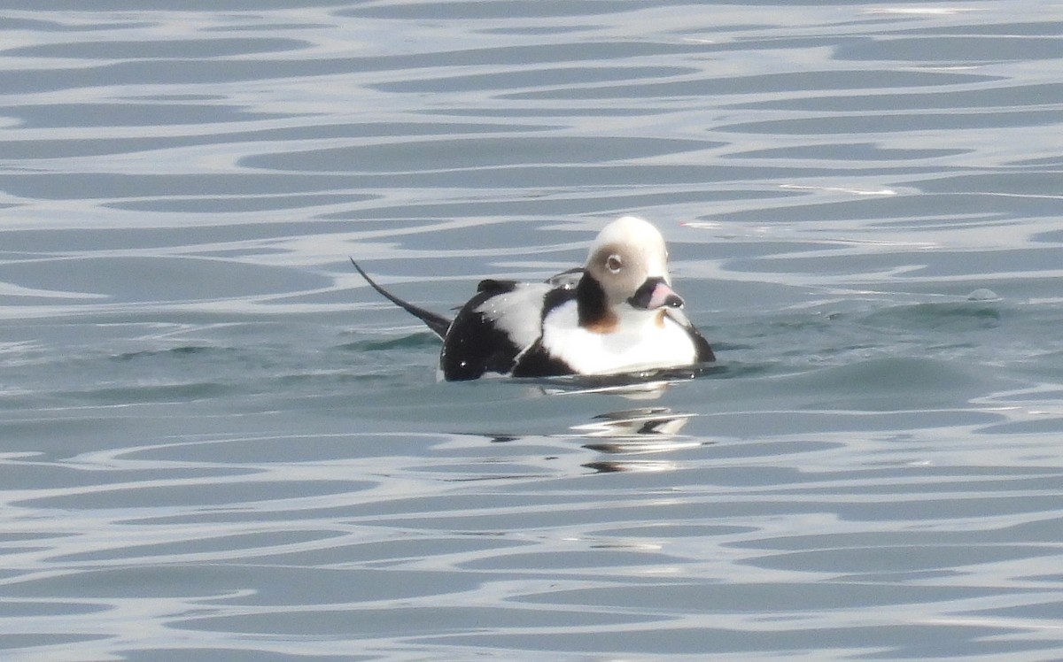 Long-tailed Duck - ML618553691