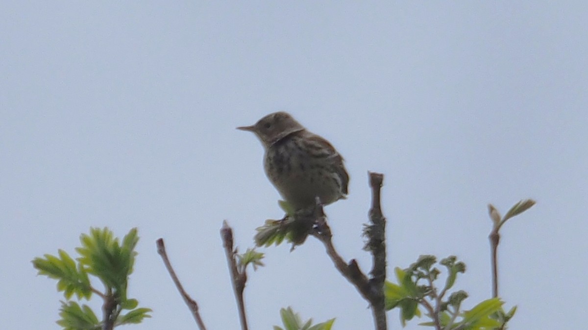 Meadow Pipit - ML618553693