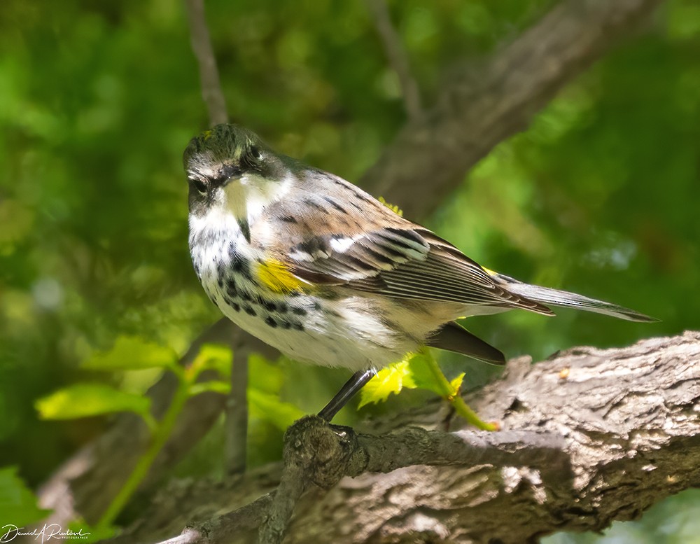 Yellow-rumped Warbler (Myrtle) - ML618553731