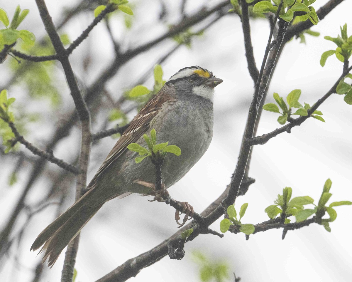 White-throated Sparrow - ML618553753