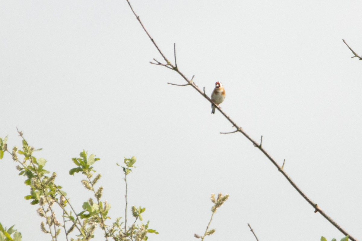 European Goldfinch - Letty Roedolf Groenenboom