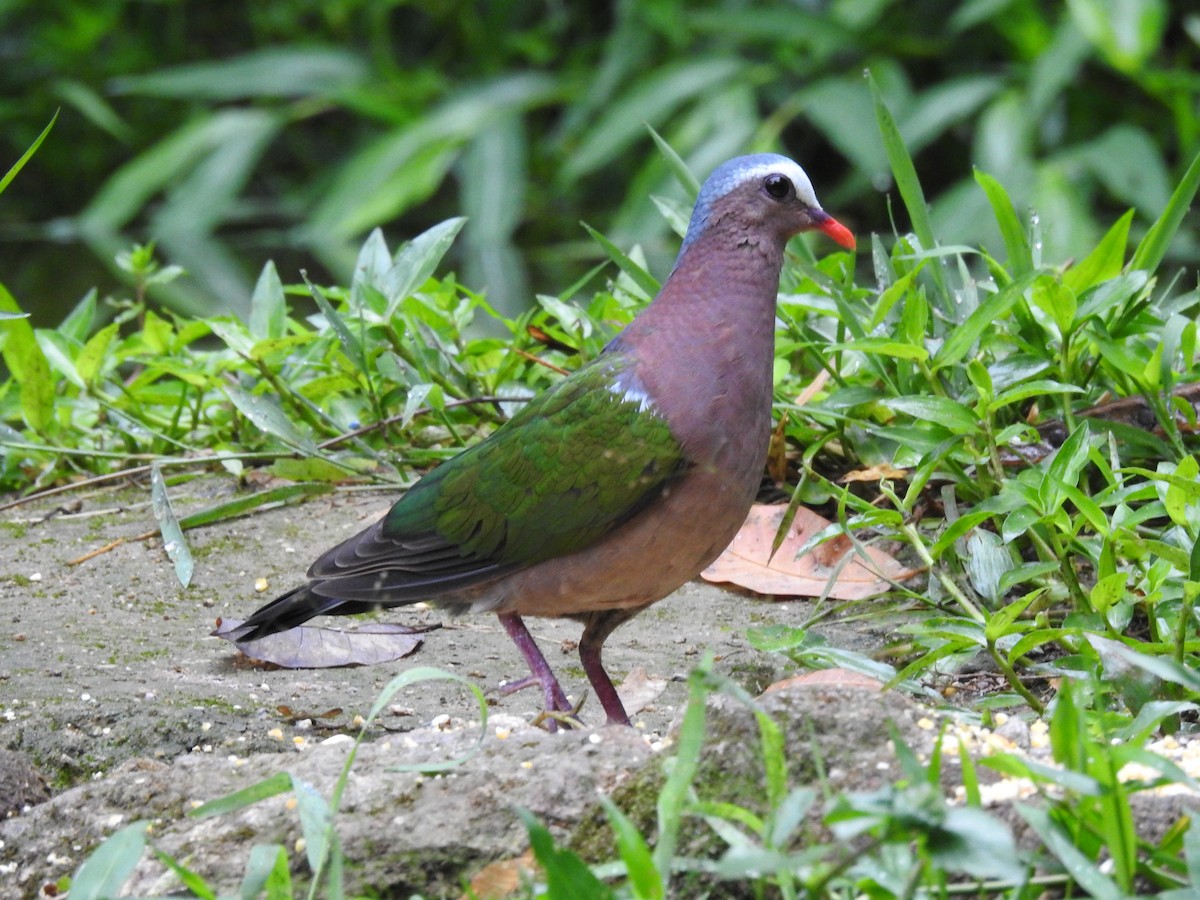 Asian Emerald Dove - ML618553787
