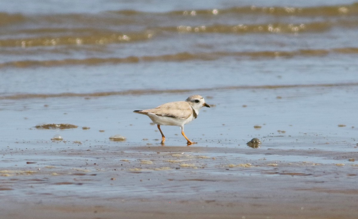 Piping Plover - ML618553867