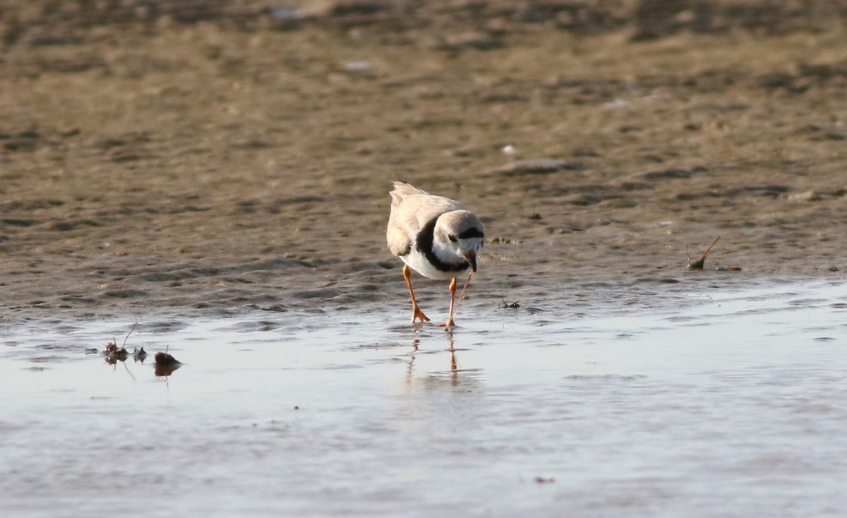 Piping Plover - ML618553868