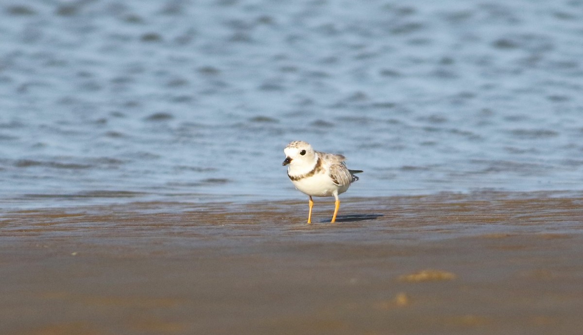 Piping Plover - ML618553869