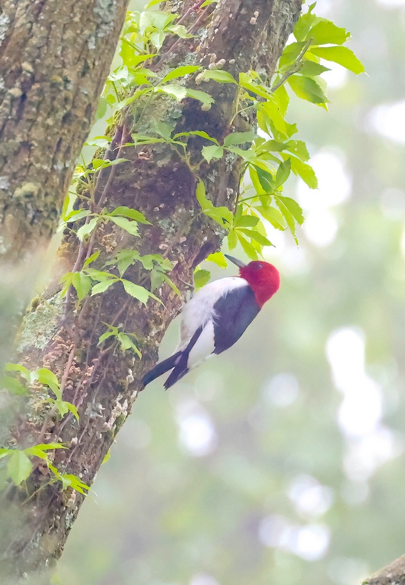 Red-headed Woodpecker - Anir Bhat