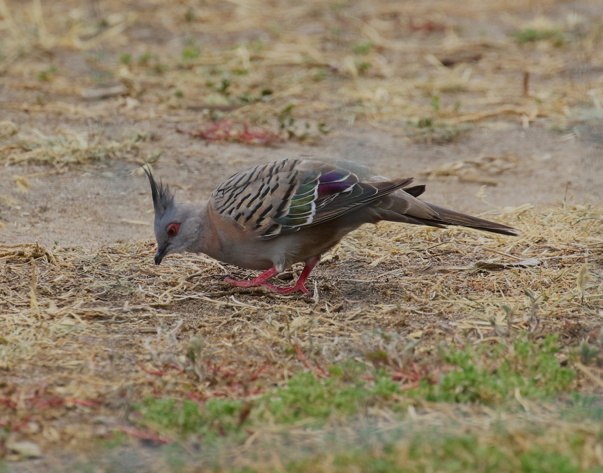 Crested Pigeon - ML618553888