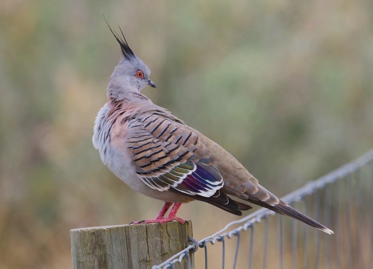 Crested Pigeon - ML618553889