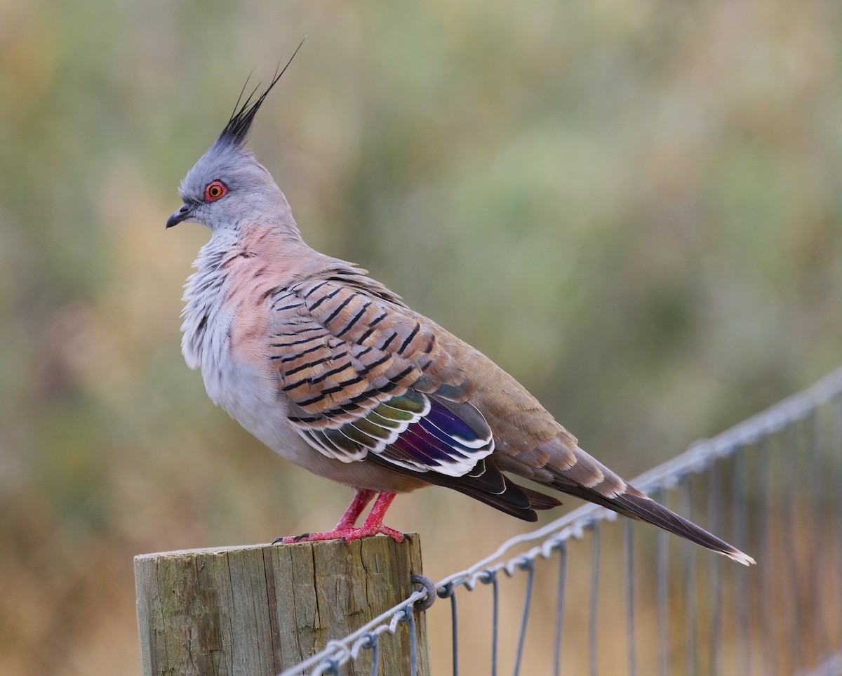 Crested Pigeon - sean clancy