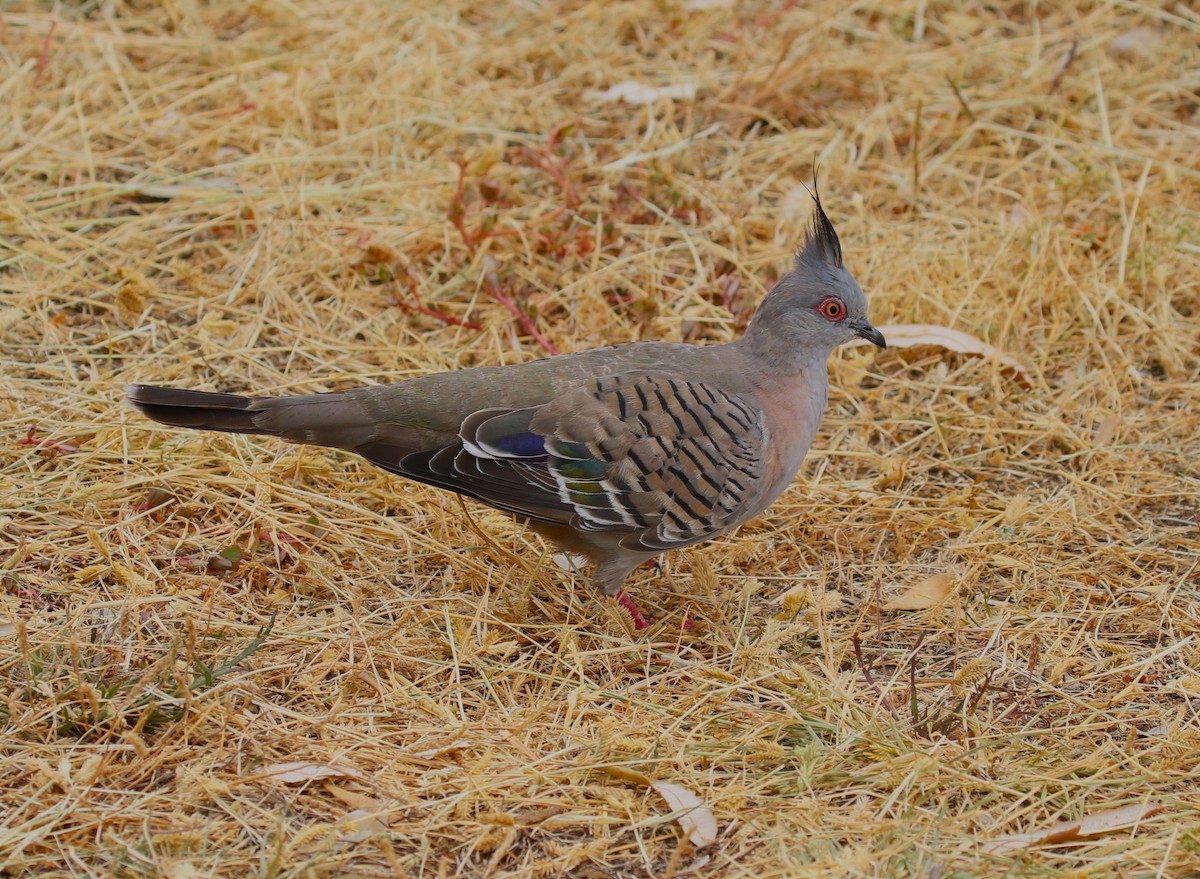 Crested Pigeon - ML618553891