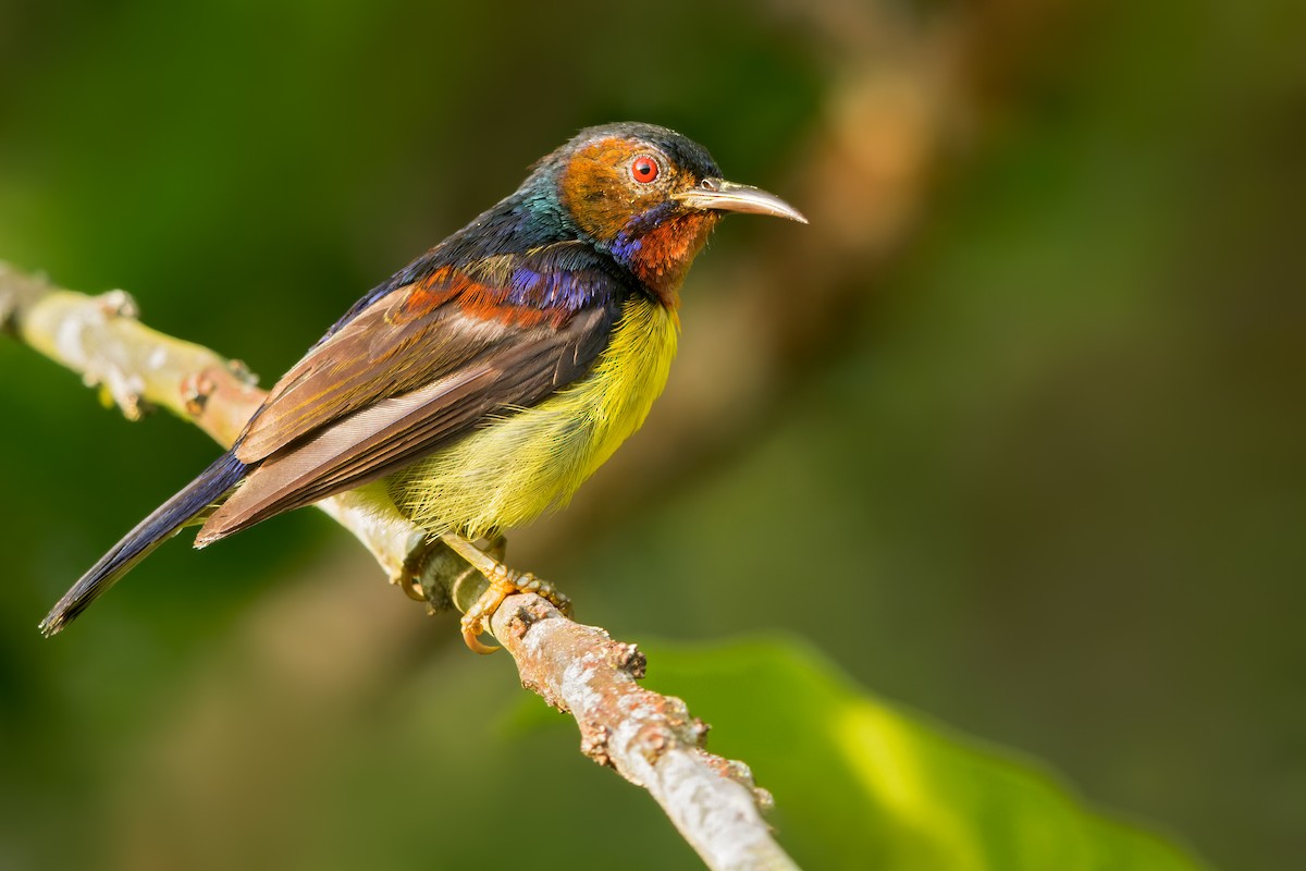 Brown-throated Sunbird - Dubi Shapiro
