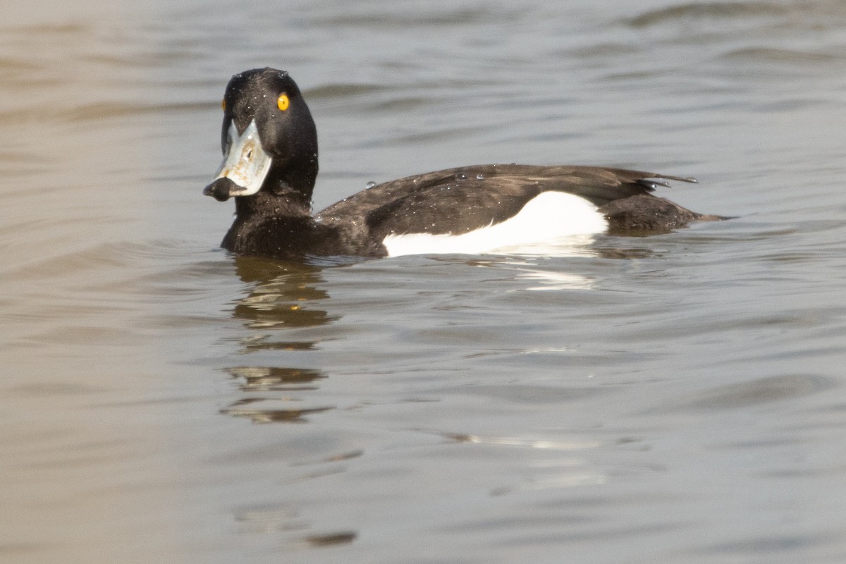 Tufted Duck - ML618553918