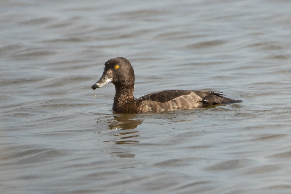 Tufted Duck - ML618553919