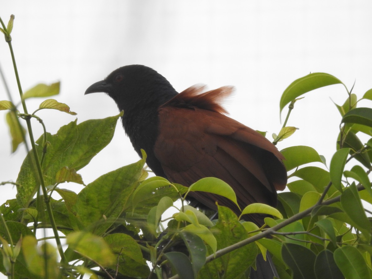 Greater Coucal - ML618553963