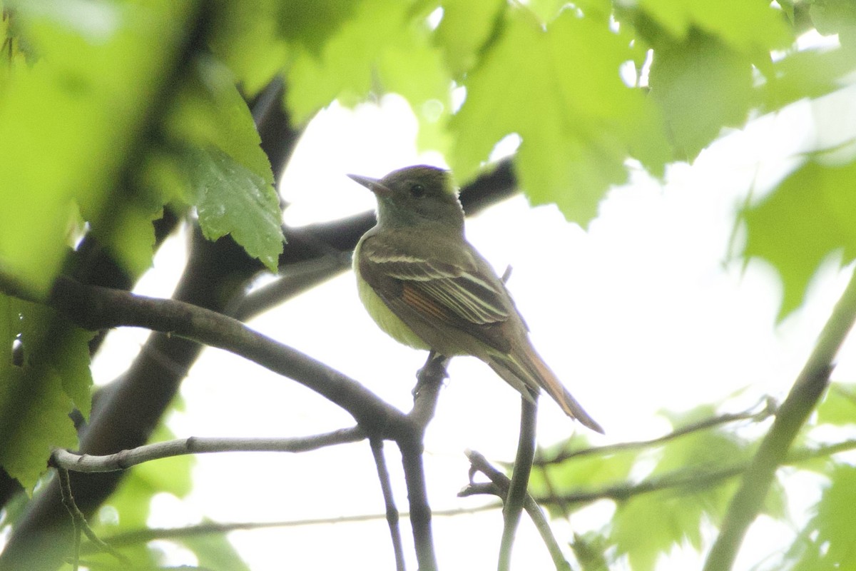 Great Crested Flycatcher - ML618553995